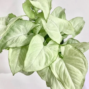 Syngonium moonshine Starter Plant (ALL STARTER PLANTS require you to purchase 2 plants!)
