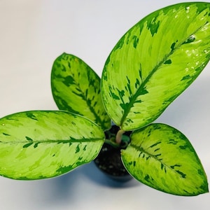 Planta de inicio Homalomena selby (¡TODAS LAS PLANTAS DE INICIO requieren la compra de 2 plantas!)