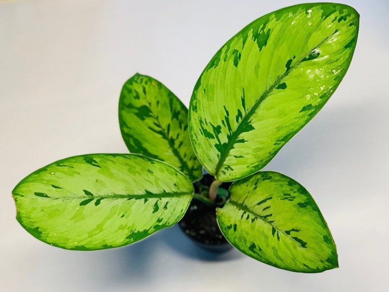 TheGreenEscape Homalomena selby Plant
