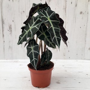 Alocasia Amazonica Dwarf Starter Plant (ALL STARTER PLANTS require you to purchase 2 plants!)