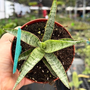 May include: A potted Sansevieria plant, also known as a snake plant, with long, pointed leaves. The leaves are green with lighter green and white variegation and a reddish-brown edge. The plant is in a brown plastic pot, held by a hand.