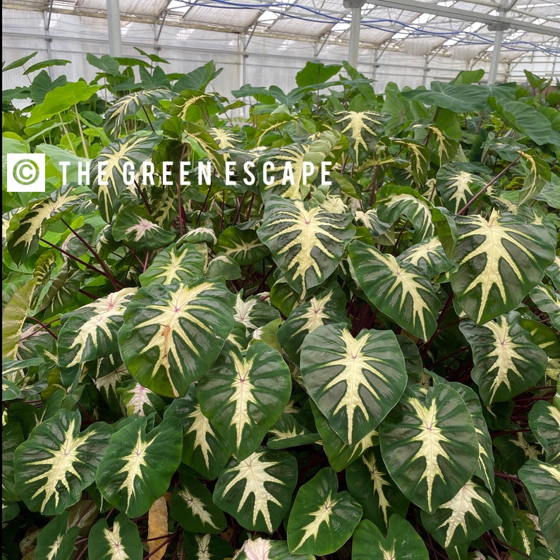 Puede incluir: Una exuberante exhibici&oacute;n de plantas de Caladium con grandes hojas en forma de coraz&oacute;n. Las hojas son de un verde intenso con llamativos patrones de vetas blancas y crema. El texto "THE GREEN ESCAPE" es visible.