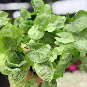 Exact Plant Syngonium Pixie 4” Pot DAE4435 | G/H (All PLANTS require you to purchase 2 plants!)