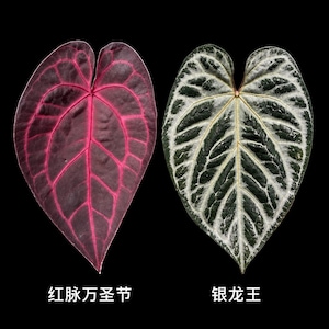 May include: Two heart-shaped leaves displayed side by side. The left leaf is deep purple with bright pink veins and the text "红脉万圣节" below it. The right leaf is dark green with prominent silver-white veining and the text "银龙王" below it.