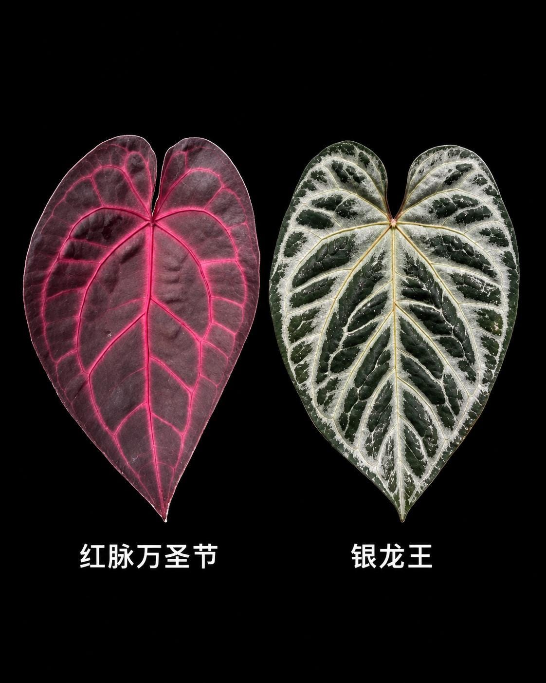 Anthurium Crystallinum Variegated - Etsy