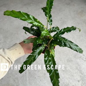 Calathea Rufibarba - Etsy