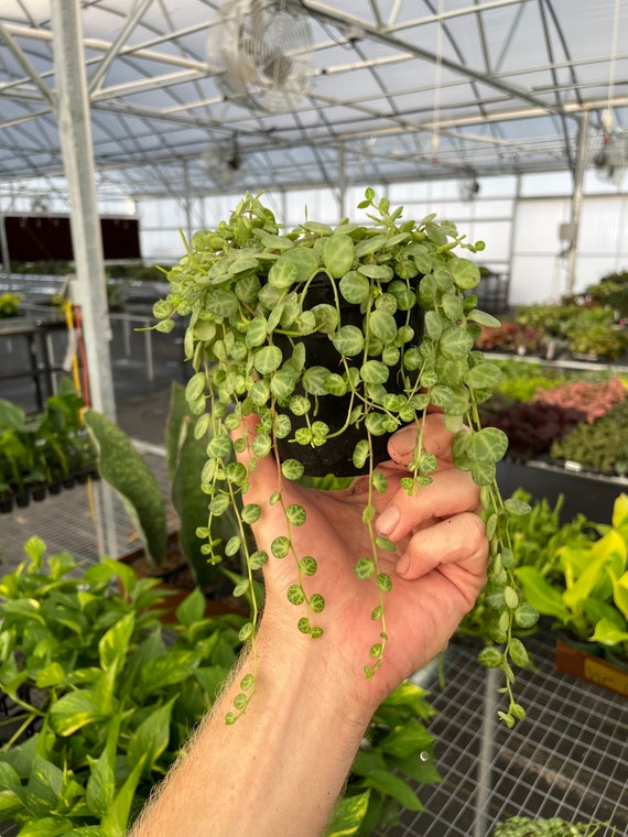 Peperomia Prostrata