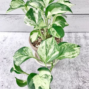 Manjula pothos Starter Plant (ALL STARTER PLANTS require you to purchase 2 plants!)