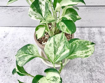 Manjula pothos Starter Plant (ALL STARTER PLANTS require you to purchase 2 plants!)