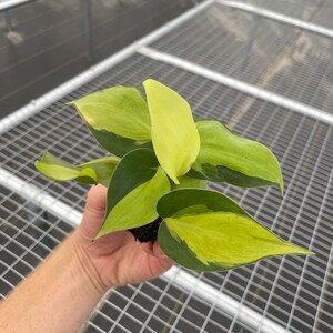 Philodendron Brazil Starter Plant (ALL STARTER PLANTS require you to purchase 2 plants!) image 4