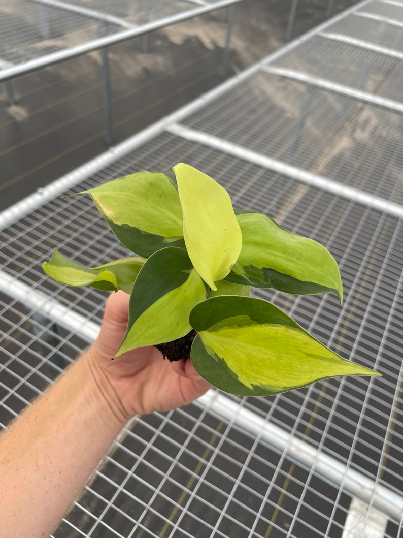 Philodendron Brazil Starter Plant (ALL STARTER PLANTS require you to purchase 2 plants!) image 4