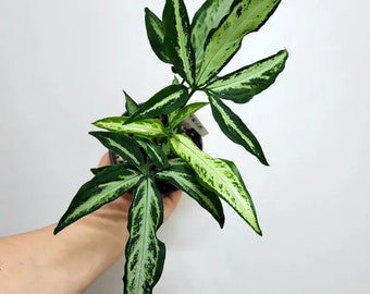 Syngonium little star Starter Plant (ALL STARTER PLANTS require you to purchase 2 plants!)