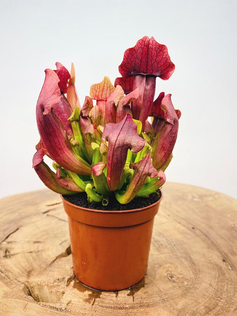 Sarracenia maroon Starter Plant (ALL STARTER PLANTS require you to purchase 2 plants!)