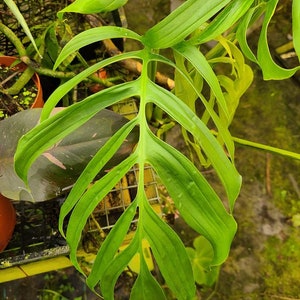 Monstera spruceana Starter Plant (ALL STARTER PLANTS require you to purchase 2 plants!)