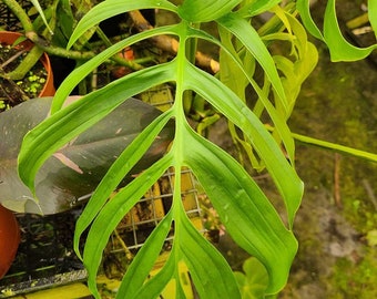 Monstera spruceana Starter Plant (ALL STARTER PLANTS require you to purchase 2 plants!)