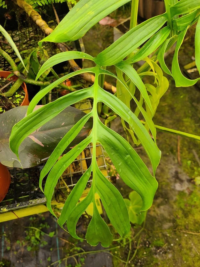 monstera.plant Monstera Deliciosa Plant | A.K.A. Swiss Cheese Plant