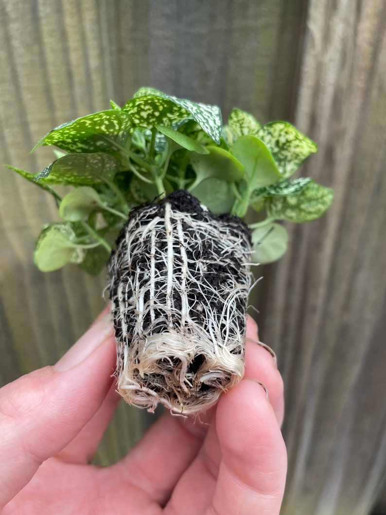 TheGreenEscape Hypoestes Polka Dot Plant - Thumbnail 2