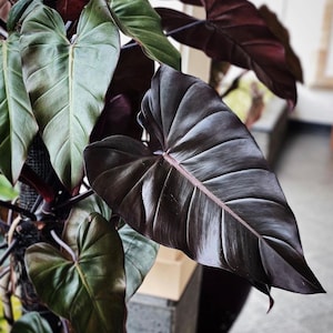 Philodendron dark lord Starter Plant ALL STARTER PLANTS require you to purchase 2 plants image 1