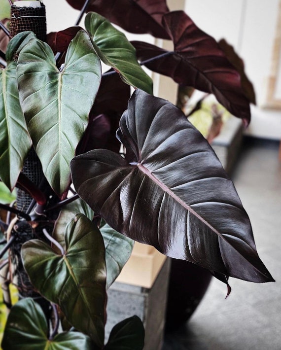 Dark plants 2024