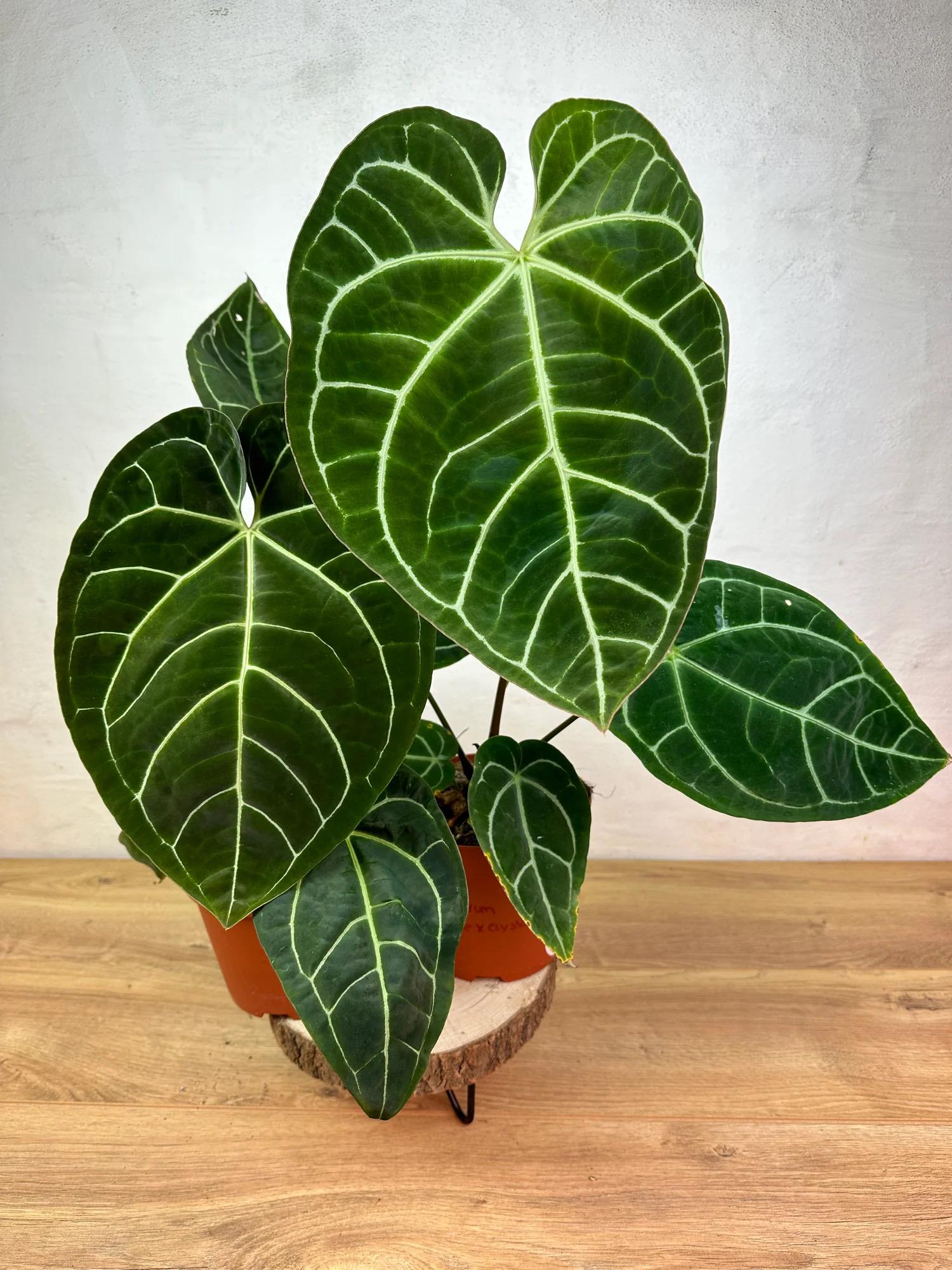 Anthurium Regale X (crystallinum X Magnificum) Starter Plant (ALL