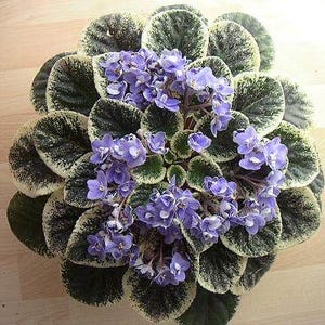 Cajuns two to tango African violet starter plant (ALL Starter PLANTS require you to purchase 2 plants!)