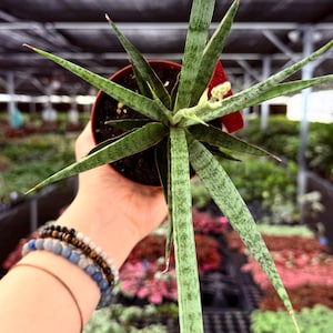 May include: A potted Sansevieria plant, also known as a snake plant, with long, green, and speckled leaves. The plant is held in a brown pot. The background shows a greenhouse setting with other plants.