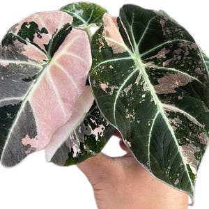 alocasia bambino pink variegata Alocasia Bambino Variegata Pink