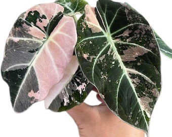 May include: Close-up of Alocasia plant leaves with a striking color palette. The leaves showcase a blend of dark green, pink, and white hues. The veins are clearly visible, adding to the intricate details of the plant. The leaves are held by a person.