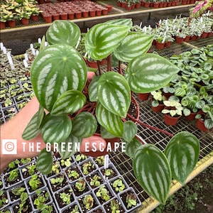 Peperomia watermelon 4”pot (ALL PLANTS require you to purchase 2 plants!)