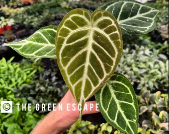 Anthurium Crystallinum x magnificum Starter Plant (ALL STARTER PLANTS require you to purchase 2 plants!)