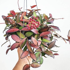 Hoya Rosita Starter Plant (ALL STARTER PLANTS require you to purchase 2 plants!)