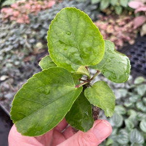 Pride of Hankins white hibiscus Starter Plant (ALL STARTER PLANTS require you to purchase 2 plants!) image 3