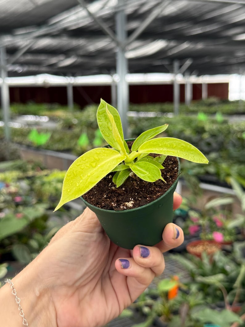 TheGreenEscape Philodendron Imperial - Thumbnail 2