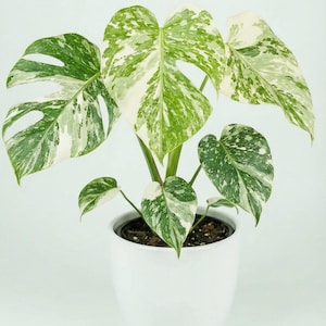 Monstera Cream Cheese tissue culture (ALL PLANTS require you to purchase 2 plants!)