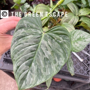 Philodendron majestic Starter Plant (ALL STARTER PLANTS require you to purchase 2 plants!)