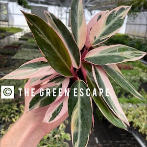 Calathea Triostar - Etsy