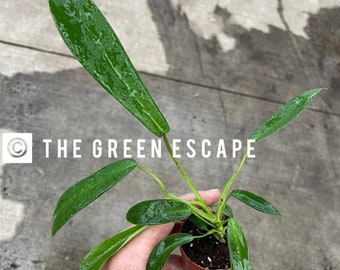 Philodendron joepii 2” pot (ALL PLANTS require you to purchase 2 plants!)