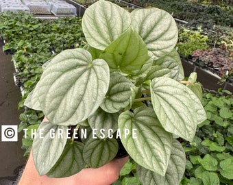 Peperomia frost 4”pot (ALL PLANTS require you to purchase 2 plants!)