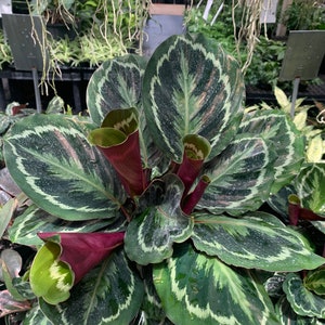 Calathea Medallion Starter Plant (ALL STARTER PLANTS require you to purchase 2 plants!)