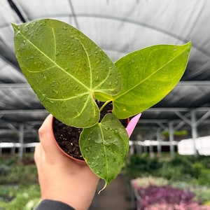 May include: A potted Anthurium plant with large, veined, green leaves. The leaves are wet with droplets of water. The plant is held in a small, round, pink-rimmed pot. The background shows other plants in a greenhouse setting.