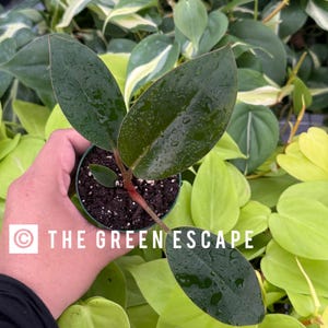 May include: A small potted plant with dark green leaves and a red stem. The plant is held in a green pot, surrounded by other green plants. The text "THE GREEN ESCAPE" is visible in white.