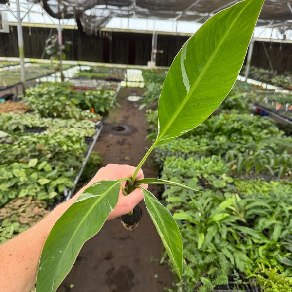 Low Variegated Florida banana Starter Plant (ALL STARTER PLANTS require you to purchase 2 plants!)