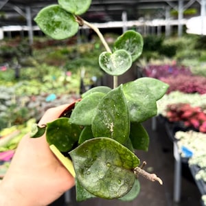 Hoya Amore - Etsy