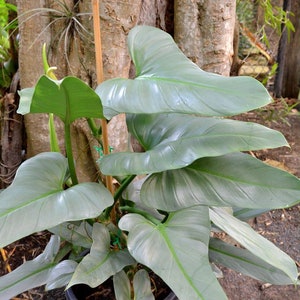 Philodendron silver sword (hastatum) Starter Plant (ALL STARTER PLANTS require you to purchase 2 plants!)