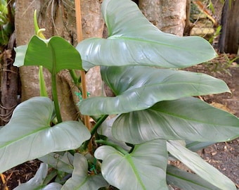 Philodendron silver sword (hastatum) Starter Plant (ALL STARTER PLANTS require you to purchase 2 plants!)