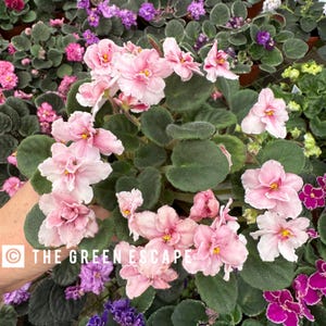 May include: A close-up of a potted African violet plant with light pink flowers and dark green leaves. The flowers have multiple layers of petals and yellow centers. Other African violet plants with purple and pink flowers are in the background. The text "THE GREEN ESCAPE" is visible.