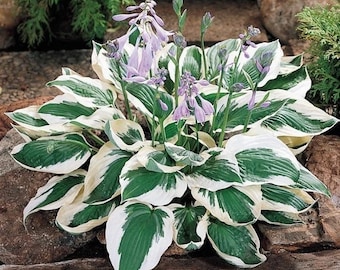 Hosta Patriot Starter Plant (ALL STARTER PLANTS require you to purchase 2 plants!)