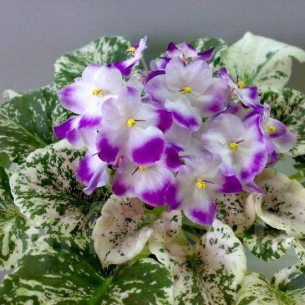 Sugar plum dream African violet starter plant (ALL Starter PLANTS require you to purchase 2 plants!)
