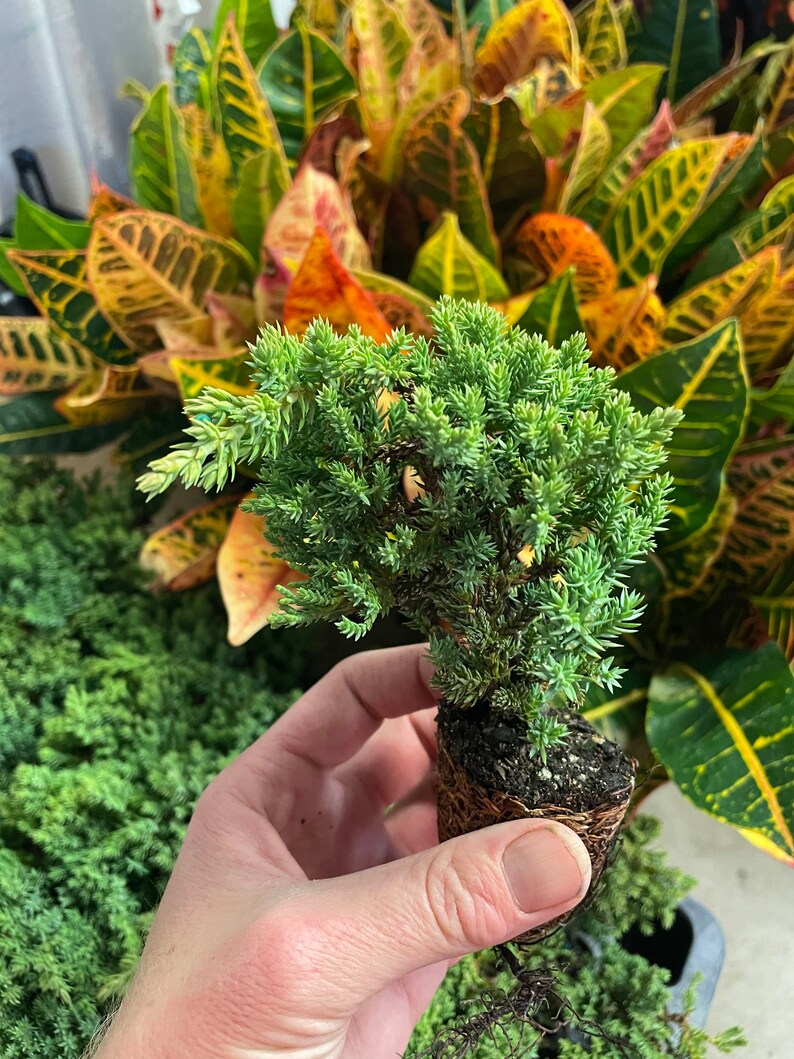 Bonsai Starter Plant ALL STARTER PLANTS Require You to Etsy