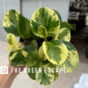May include: A close-up of a Peperomia obtusifolia 'Variegata' plant with rounded, variegated leaves in shades of green and yellow. The plant is in a black pot and held by a person. The text "THE GREEN ESCAPE" is visible.